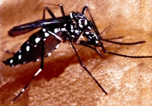 চিত্র:DengueMosq.jpg