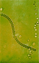 চিত্র:BiodiversityBlueGreenAlgae.jpg
