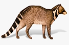 চিত্র:Civet.jpg
