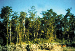 চিত্র:SundariTree.jpg