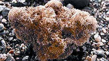 চিত্র:Coral2.jpg