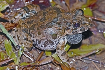 চিত্র:FrogToad6.jpg