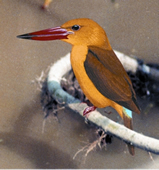 চিত্র:KingfisherBrown-winged.jpg
