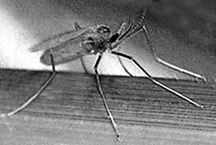 চিত্র:Orseoliaoryzae.jpg