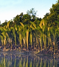 চিত্র:BiodiversityNipaPalmSundarbans.jpg