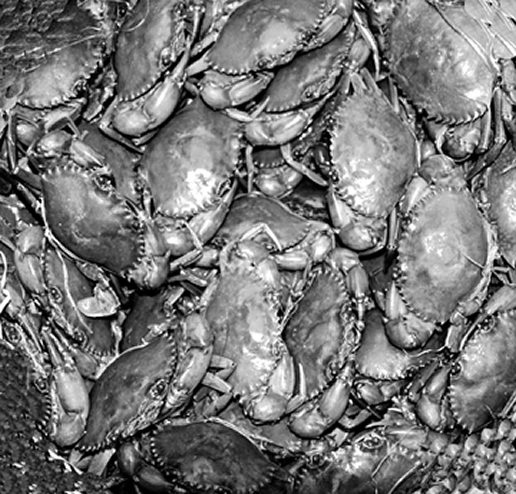 চিত্র:FisheriesCrab.jpg