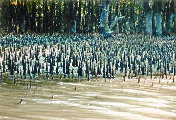 চিত্র:TidalForest.jpg