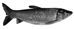 চিত্র:ExoticFishGrassCarp.jpg