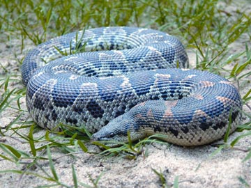 চিত্র:SnakeSandboa.jpg