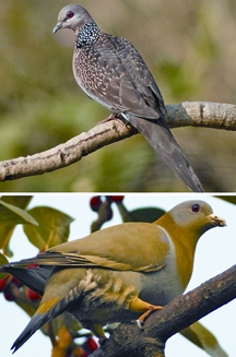 চিত্র:Pigeon&Dove2.jpg