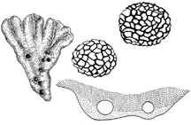 চিত্র:BiodiversityBryo.jpg