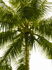 চিত্র:CoconutPlant.jpg