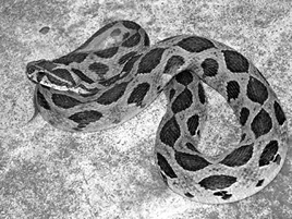 চিত্র:Viper.jpg