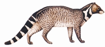 চিত্র:ViverrazIbetha.jpg