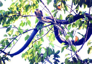 চিত্র:Cobra.jpg