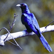চিত্র:KoelMale.jpg
