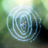 চিত্র:Spiderwithnet07.jpg