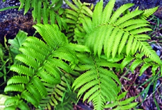 চিত্র:Fern.jpg