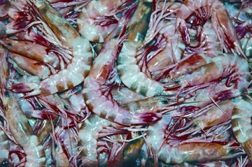 চিত্র:FisheriesShimp.jpg