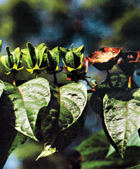 চিত্র:Flora1.jpg