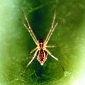 চিত্র:Spider12.jpg
