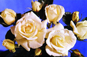 চিত্র:Rose 02.jpg