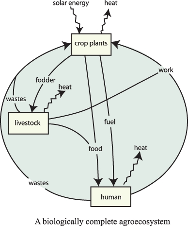 চিত্র:AgroecosystemEnglish.jpg