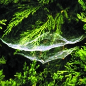 চিত্র:Spiderwithnet01.jpg