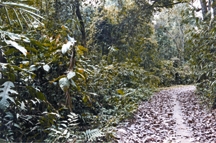 চিত্র:BiodiversityForestEvergreen.jpg