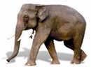 চিত্র:FaunaElephant.jpg