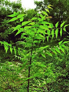 চিত্র:Neem.jpg