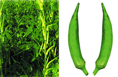 চিত্র:Okra.jpg