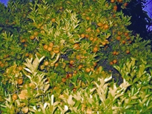 চিত্র:OrangeTree.jpg