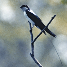 চিত্র:SwallowWire-tailed.jpg