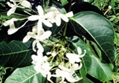 চিত্র:GardenFlowerEasterFlower.jpg
