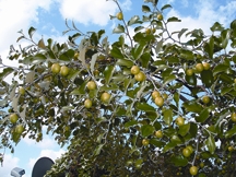 চিত্র:Jujube4.jpg