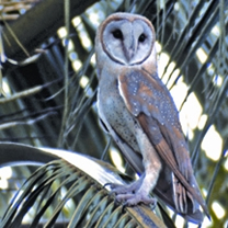 চিত্র:OwlBarn.jpg