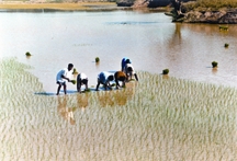 চিত্র:FarmingSystemPlanting.jpg
