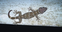 চিত্র:Gecko.jpg