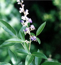 চিত্র:MedicinalHerbKurchi.jpg