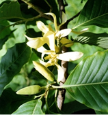 চিত্র:OrnamentalPlants9.jpg