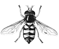 চিত্র:FlySyrphid.jpg