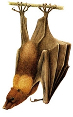 চিত্র:MammalFlyingFox.jpg