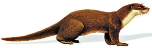 চিত্র:MammalOtter.jpg