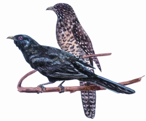 চিত্র:CuckooKoe.jpg