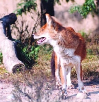 চিত্র:WildDog.jpg