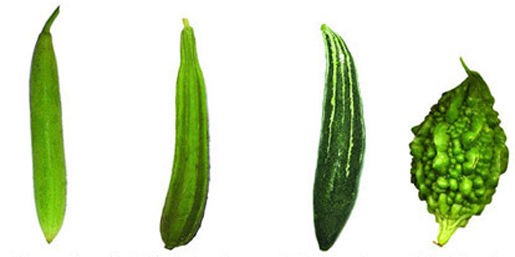 চিত্র:Gourd2.jpg