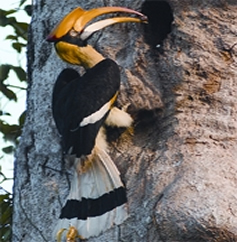 চিত্র:HornbillGreat.jpg