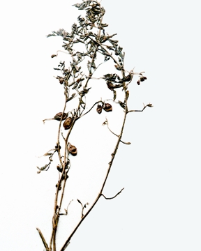 চিত্র:LentilPlant.jpg