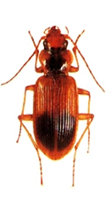 চিত্র:Beetle2Carabid.jpg